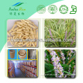 China Supply 100% Natural Ophiopogon Japonicus Extract Powder 5:1 10:1 Radix Ophiopogonis